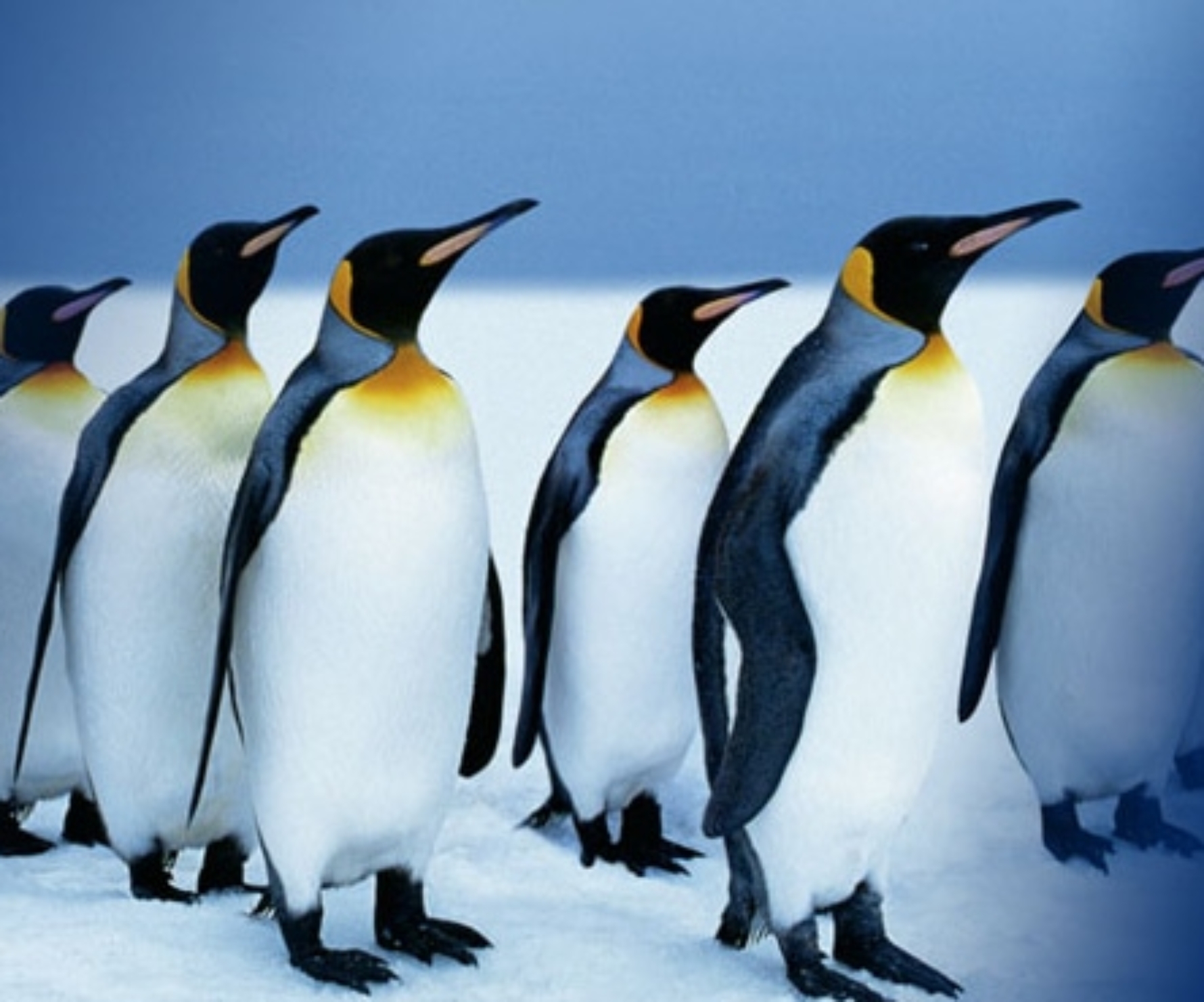 Pingviinit