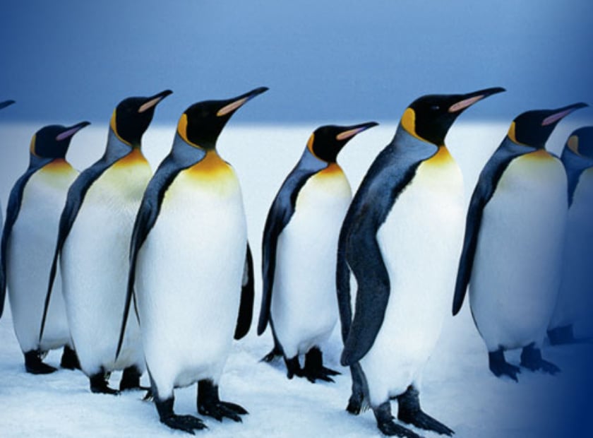 Penguins
