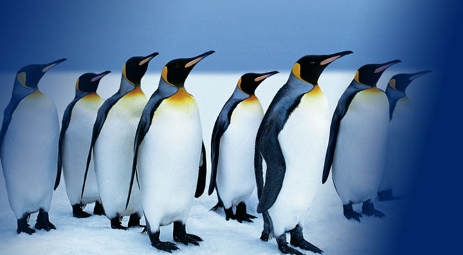 Penguins